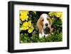 Basset Hound Pup in Flowers, Burlington, Wisconsin, USA-Lynn M^ Stone-Framed Photographic Print