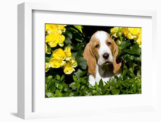 Basset Hound Pup in Flowers, Burlington, Wisconsin, USA-Lynn M^ Stone-Framed Photographic Print