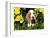 Basset Hound Pup in Flowers, Burlington, Wisconsin, USA-Lynn M^ Stone-Framed Photographic Print