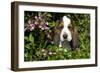 Basset Hound Pup in Flowers, Burlington, Wisconsin, USA-Lynn M^ Stone-Framed Photographic Print