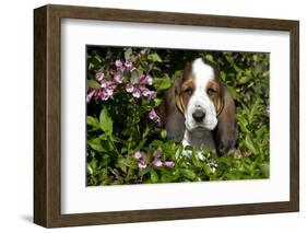 Basset Hound Pup in Flowers, Burlington, Wisconsin, USA-Lynn M^ Stone-Framed Photographic Print