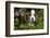 Basset Hound Pup in Flowers, Burlington, Wisconsin, USA-Lynn M^ Stone-Framed Photographic Print