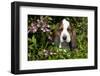 Basset Hound Pup in Flowers, Burlington, Wisconsin, USA-Lynn M^ Stone-Framed Photographic Print