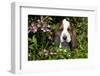 Basset Hound Pup in Flowers, Burlington, Wisconsin, USA-Lynn M^ Stone-Framed Photographic Print