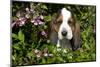 Basset Hound Pup in Flowers, Burlington, Wisconsin, USA-Lynn M^ Stone-Mounted Photographic Print