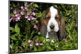 Basset Hound Pup in Flowers, Burlington, Wisconsin, USA-Lynn M^ Stone-Mounted Photographic Print