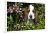 Basset Hound Pup in Flowers, Burlington, Wisconsin, USA-Lynn M^ Stone-Framed Photographic Print