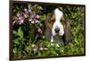 Basset Hound Pup in Flowers, Burlington, Wisconsin, USA-Lynn M^ Stone-Framed Photographic Print