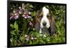 Basset Hound Pup in Flowers, Burlington, Wisconsin, USA-Lynn M^ Stone-Framed Photographic Print