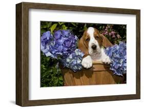 Basset Hound Pup in Flowers, Burlington, Wisconsin, USA-Lynn M^ Stone-Framed Photographic Print