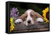 Basset Hound Pup with Sunflowers in Antique Wooden Box, Marengo, Illinois, USA-Lynn M^ Stone-Framed Stretched Canvas