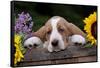 Basset Hound Pup with Sunflowers in Antique Wooden Box, Marengo, Illinois, USA-Lynn M^ Stone-Framed Stretched Canvas