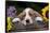 Basset Hound Pup with Sunflowers in Antique Wooden Box, Marengo, Illinois, USA-Lynn M^ Stone-Framed Stretched Canvas