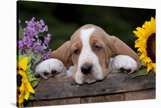 Basset Hound Pup with Sunflowers in Antique Wooden Box, Marengo, Illinois, USA-Lynn M^ Stone-Stretched Canvas