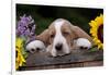 Basset Hound Pup with Sunflowers in Antique Wooden Box, Marengo, Illinois, USA-Lynn M^ Stone-Framed Photographic Print