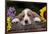 Basset Hound Pup with Sunflowers in Antique Wooden Box, Marengo, Illinois, USA-Lynn M^ Stone-Framed Photographic Print