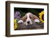 Basset Hound Pup with Sunflowers in Antique Wooden Box, Marengo, Illinois, USA-Lynn M^ Stone-Framed Photographic Print