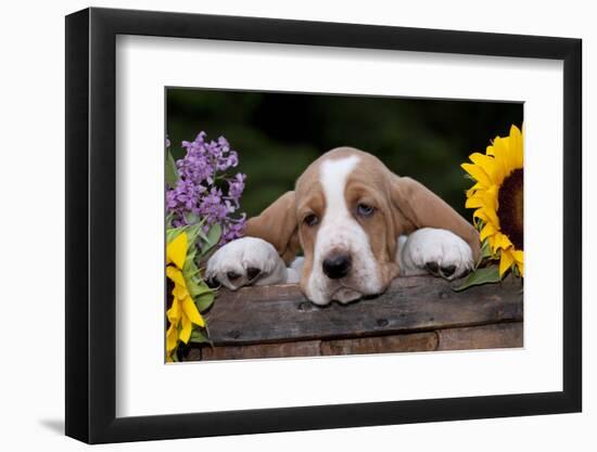 Basset Hound Pup with Sunflowers in Antique Wooden Box, Marengo, Illinois, USA-Lynn M^ Stone-Framed Photographic Print