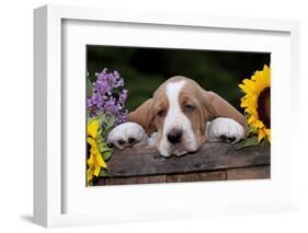 Basset Hound Pup with Sunflowers in Antique Wooden Box, Marengo, Illinois, USA-Lynn M^ Stone-Framed Photographic Print