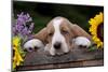 Basset Hound Pup with Sunflowers in Antique Wooden Box, Marengo, Illinois, USA-Lynn M^ Stone-Mounted Photographic Print