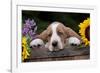 Basset Hound Pup with Sunflowers in Antique Wooden Box, Marengo, Illinois, USA-Lynn M^ Stone-Framed Photographic Print