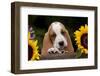 Basset Hound Pup with Sunflowers in Antique Wooden Box, Marengo, Illinois, USA-Lynn M^ Stone-Framed Photographic Print