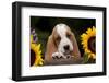 Basset Hound Pup with Sunflowers in Antique Wooden Box, Marengo, Illinois, USA-Lynn M^ Stone-Framed Photographic Print