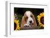 Basset Hound Pup with Sunflowers in Antique Wooden Box, Marengo, Illinois, USA-Lynn M^ Stone-Framed Photographic Print