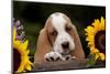 Basset Hound Pup with Sunflowers in Antique Wooden Box, Marengo, Illinois, USA-Lynn M^ Stone-Mounted Photographic Print