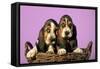 Basset Hound Puppies in Basket on Pink Background-null-Framed Stretched Canvas