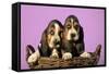 Basset Hound Puppies in Basket on Pink Background-null-Framed Stretched Canvas