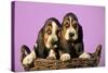 Basset Hound Puppies in Basket on Pink Background-null-Stretched Canvas