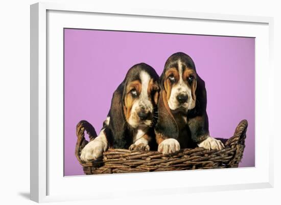 Basset Hound Puppies in Basket on Pink Background-null-Framed Photographic Print