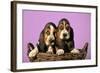 Basset Hound Puppies in Basket on Pink Background-null-Framed Photographic Print