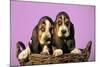 Basset Hound Puppies in Basket on Pink Background-null-Mounted Photographic Print