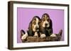 Basset Hound Puppies in Basket on Pink Background-null-Framed Photographic Print
