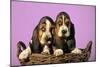 Basset Hound Puppies in Basket on Pink Background-null-Mounted Photographic Print