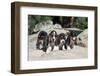 Basset Hound Puppies on Some Rocks-Zandria Muench Beraldo-Framed Photographic Print