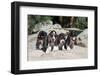 Basset Hound Puppies on Some Rocks-Zandria Muench Beraldo-Framed Photographic Print