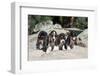 Basset Hound Puppies on Some Rocks-Zandria Muench Beraldo-Framed Photographic Print