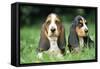 Basset Hound Puppies X2-null-Framed Stretched Canvas