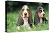 Basset Hound Puppies X2-null-Stretched Canvas