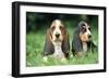 Basset Hound Puppies X2-null-Framed Photographic Print