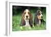 Basset Hound Puppies X2-null-Framed Photographic Print