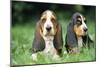 Basset Hound Puppies X2-null-Mounted Photographic Print