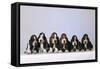 Basset Hound Puppies X6-null-Framed Stretched Canvas