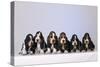 Basset Hound Puppies X6-null-Stretched Canvas