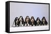 Basset Hound Puppies X6-null-Framed Stretched Canvas