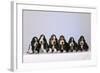 Basset Hound Puppies X6-null-Framed Photographic Print