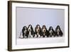 Basset Hound Puppies X6-null-Framed Photographic Print